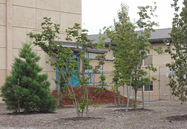 Tree Planting Projects